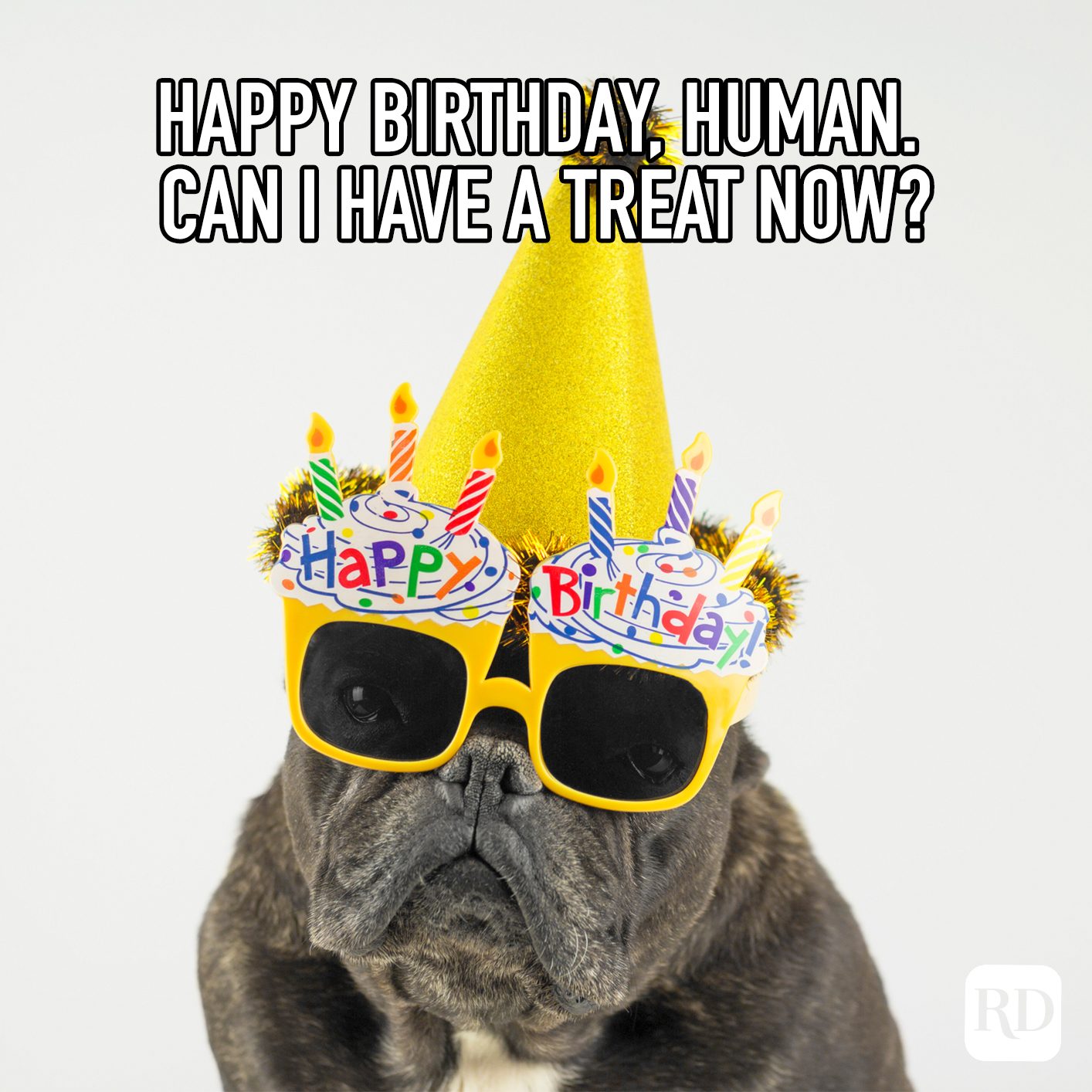 Happy Birthday Human Can I Have A Treat Meme