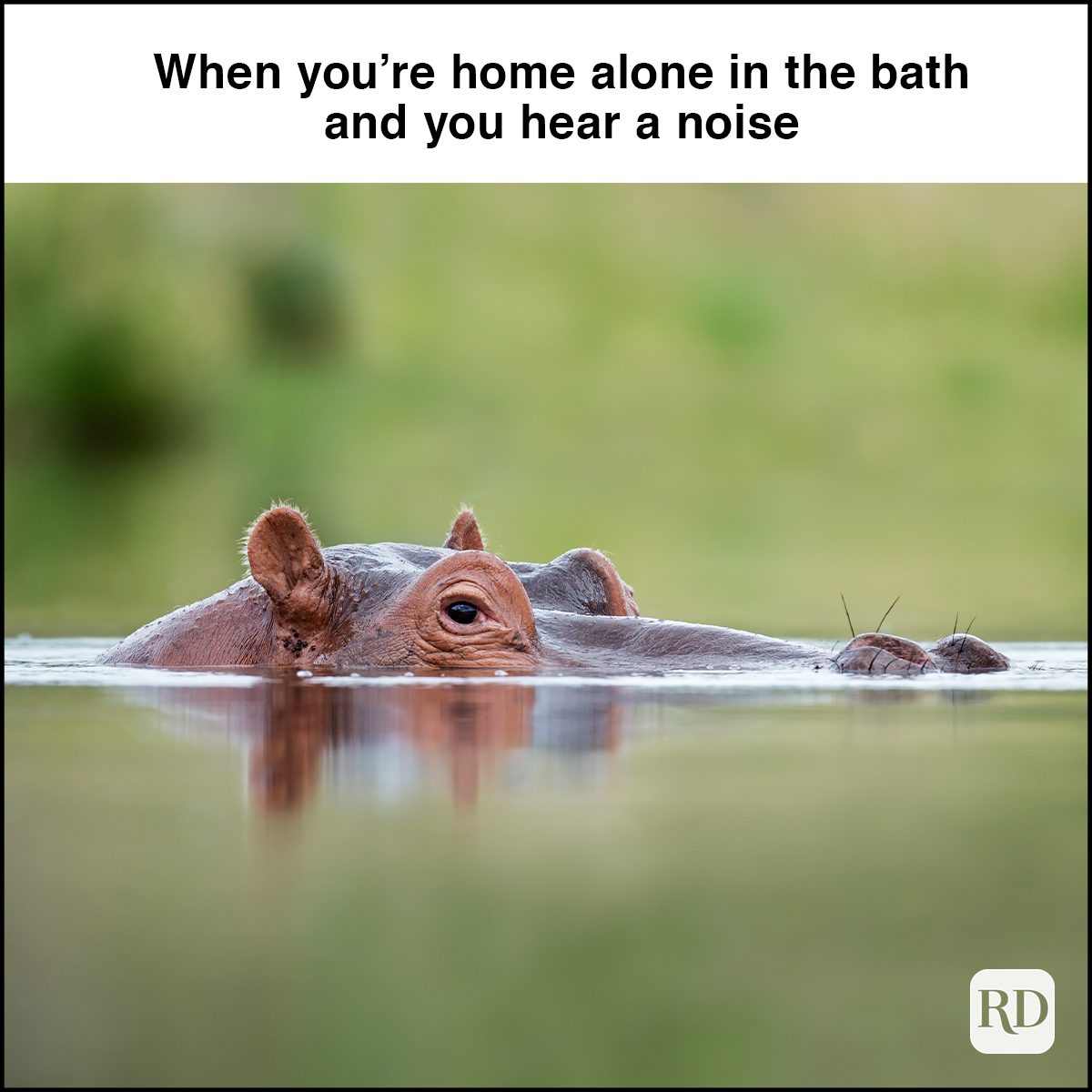 hippo submurged in water, top of head peeking out 