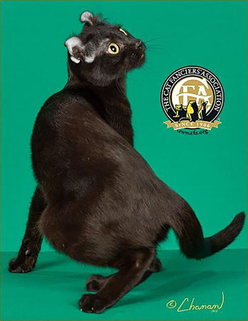 american curl cat, black