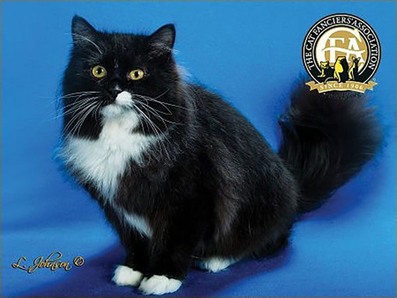 black ragamuffin cat