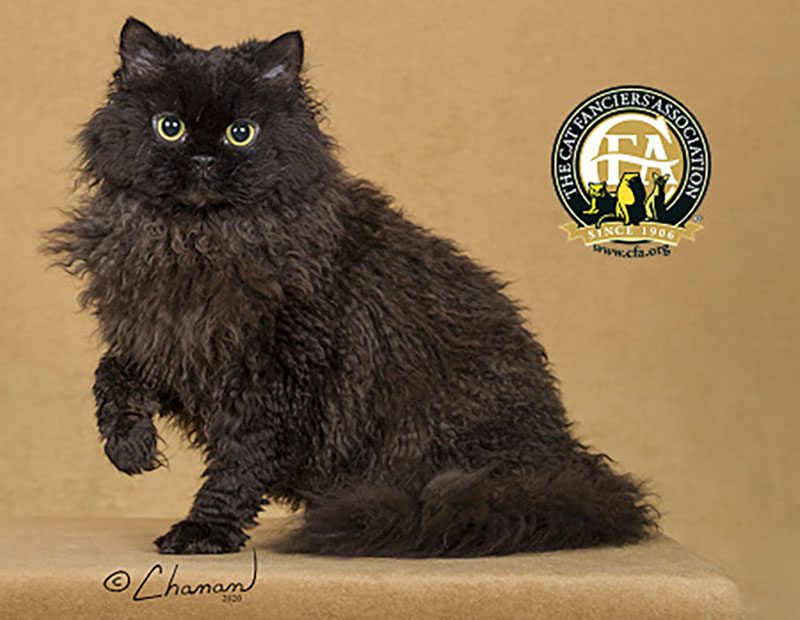 Selkirk Rex black cat