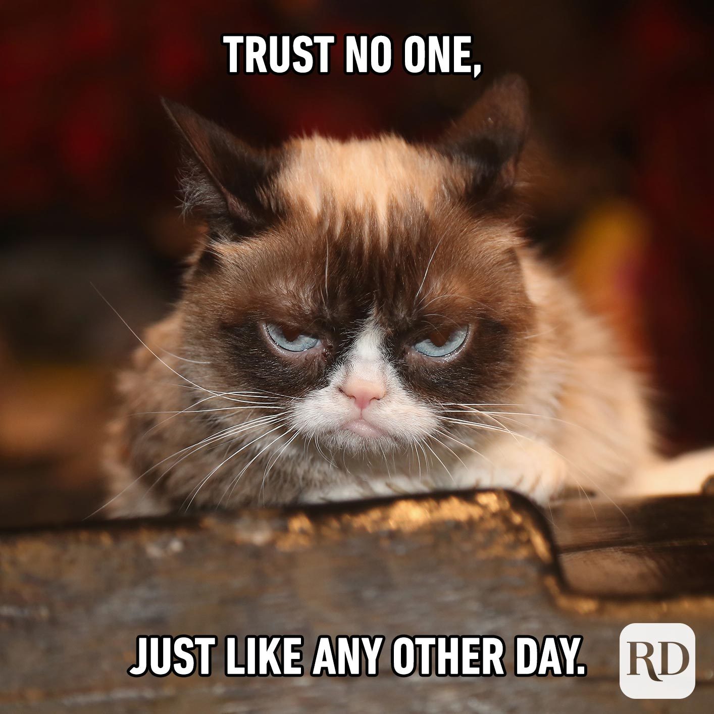 Grumpy cat. Meme text: Trust no one, just like any other day.