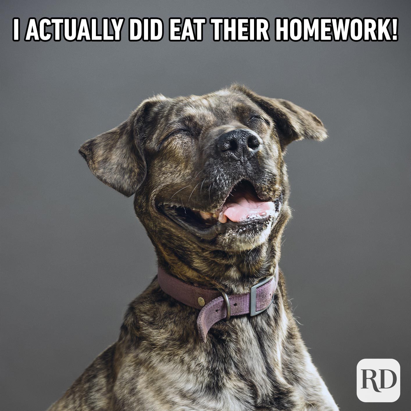 Dog laughing. Meme text: I actually did eat their homework!