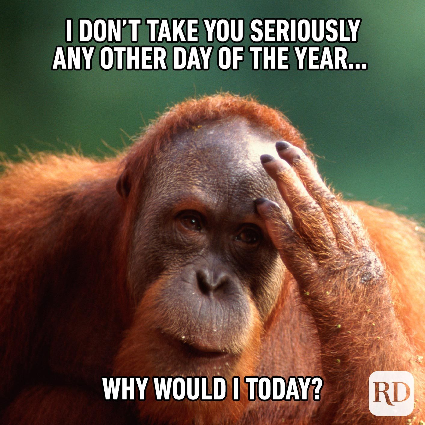 Orangutan rubbing forehead. Meme text: I don’t take you seriously any other day of the year… why would I today?