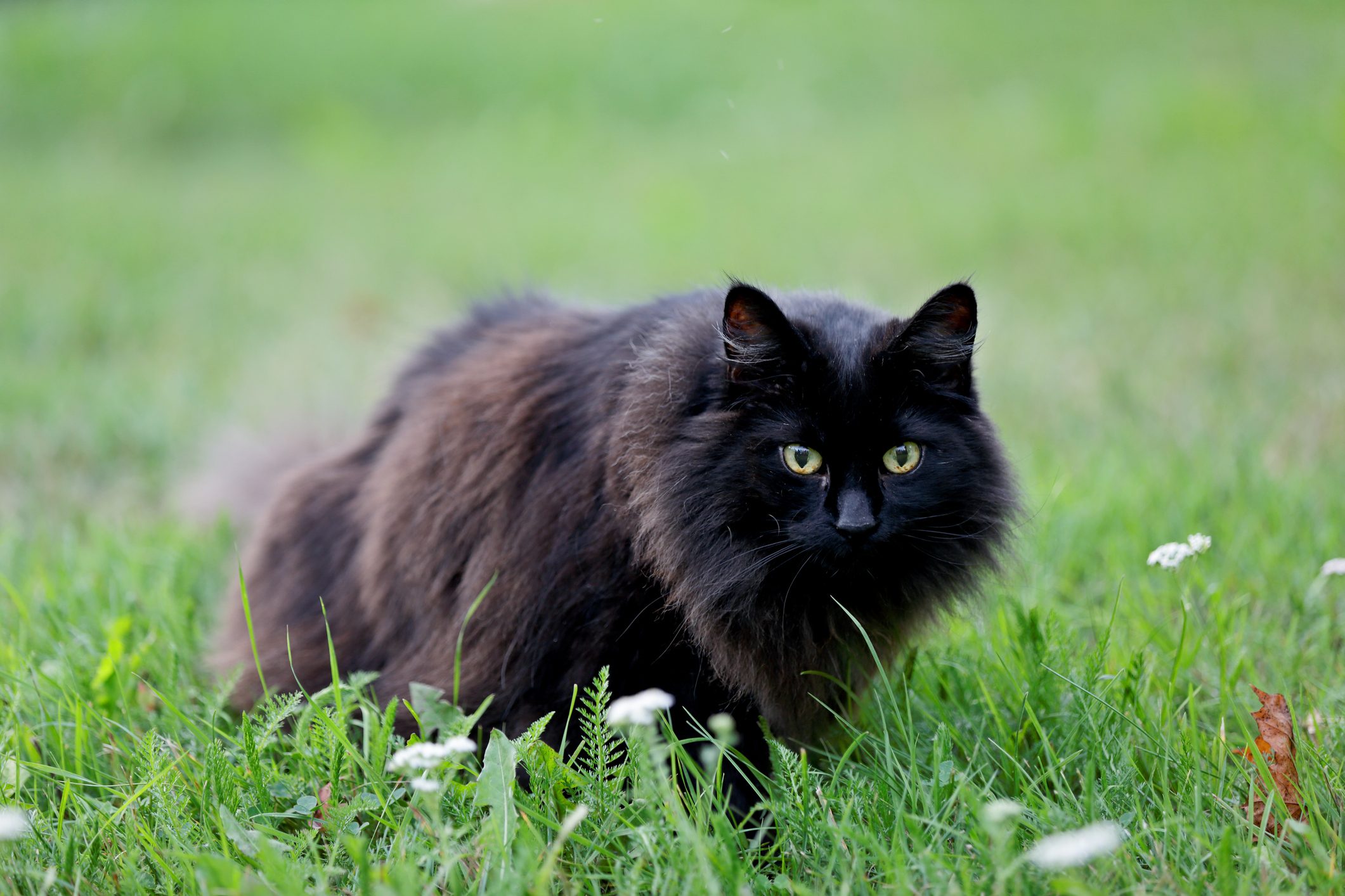 Black norwegian forest cat female