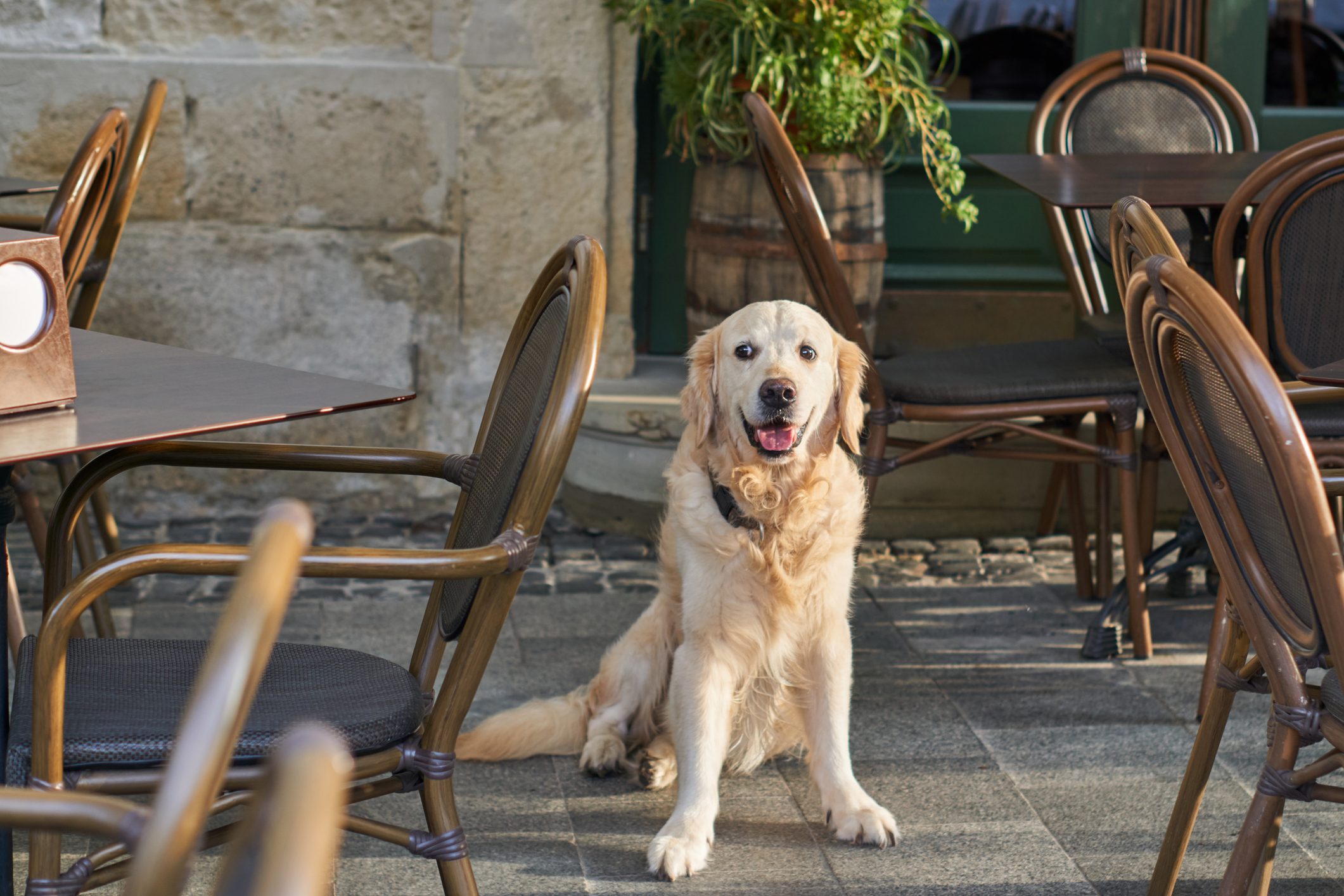 Dining Out with Your Dog: 15 Etiquette Tips to Always Follow