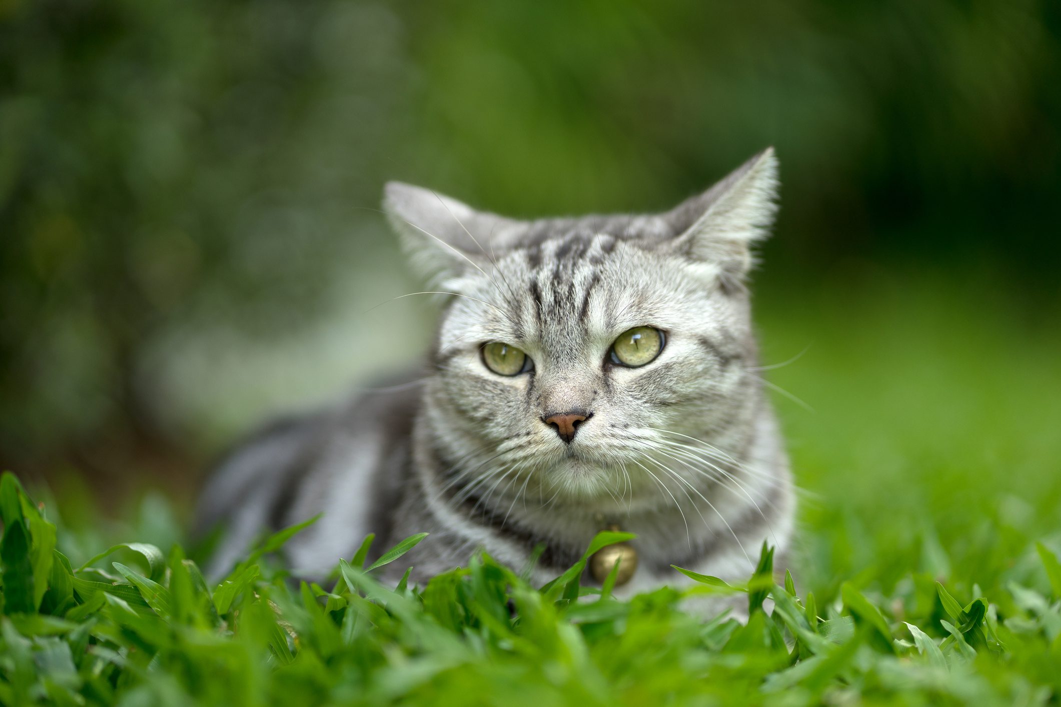 Close up very cute american short hair cat on the backyard garden