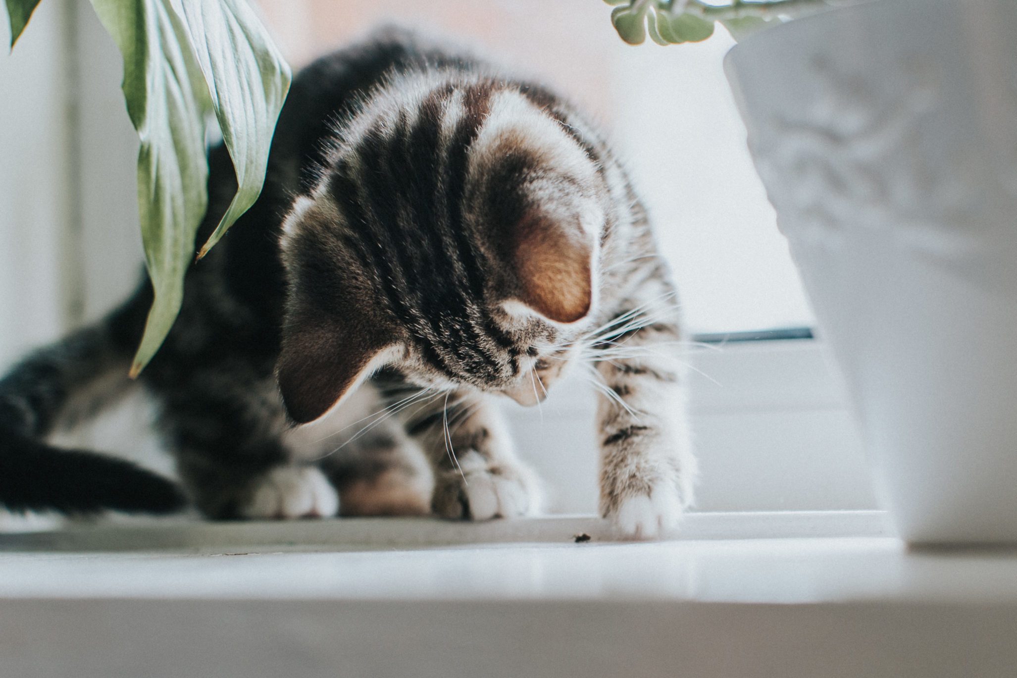 Tabby Kitten playing with a fly.