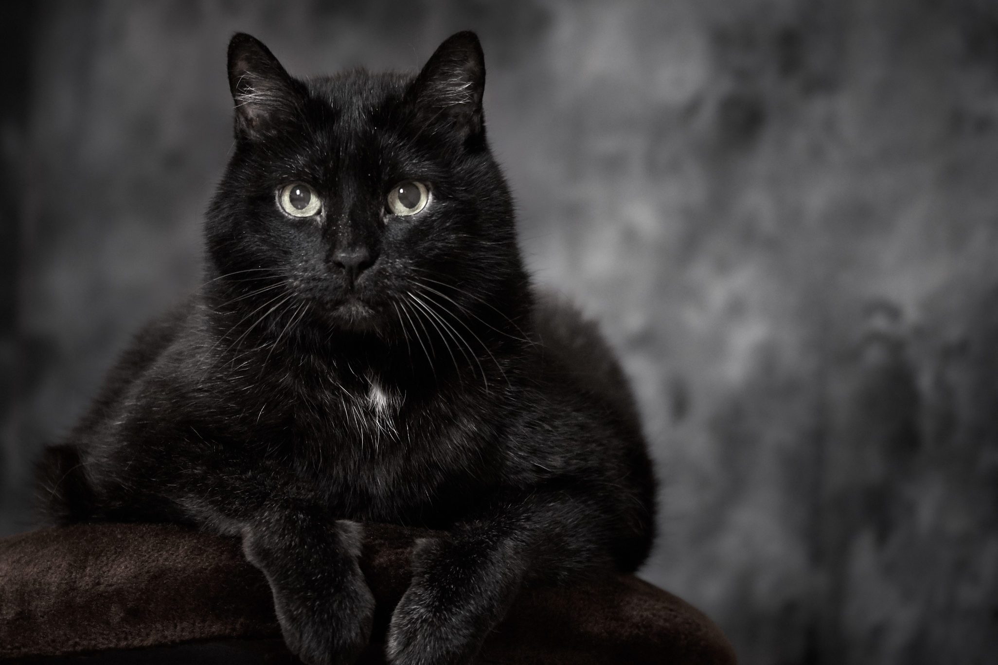 Black turkish angora cat is lying on a brown pillow and looking at the camera