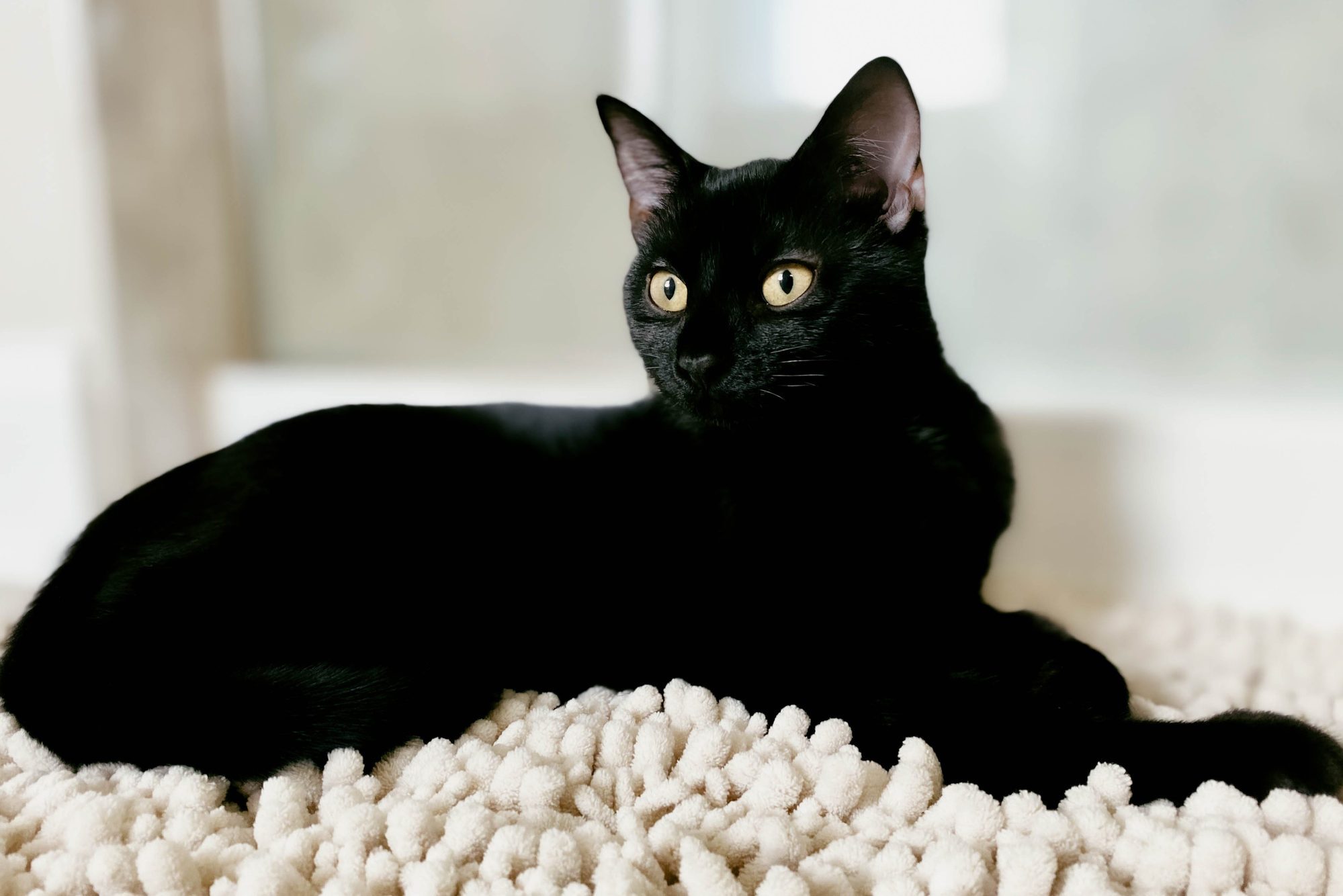 Close-Up of Black Kitten on Bathroom Rug with Eyes Wide Open
