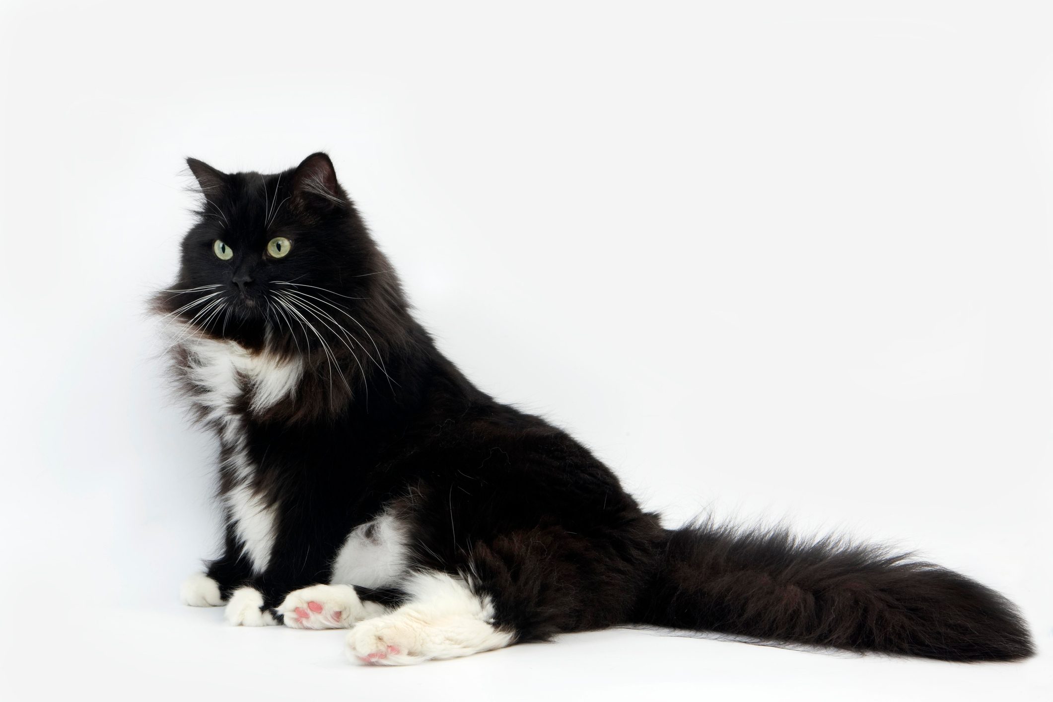 Black and White Siberian Domestic Cat, Female against White Background