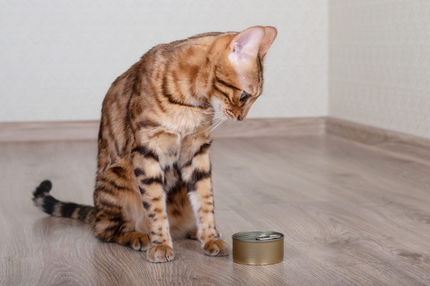 Hungry Bengal cat looks at food with wet cat food.