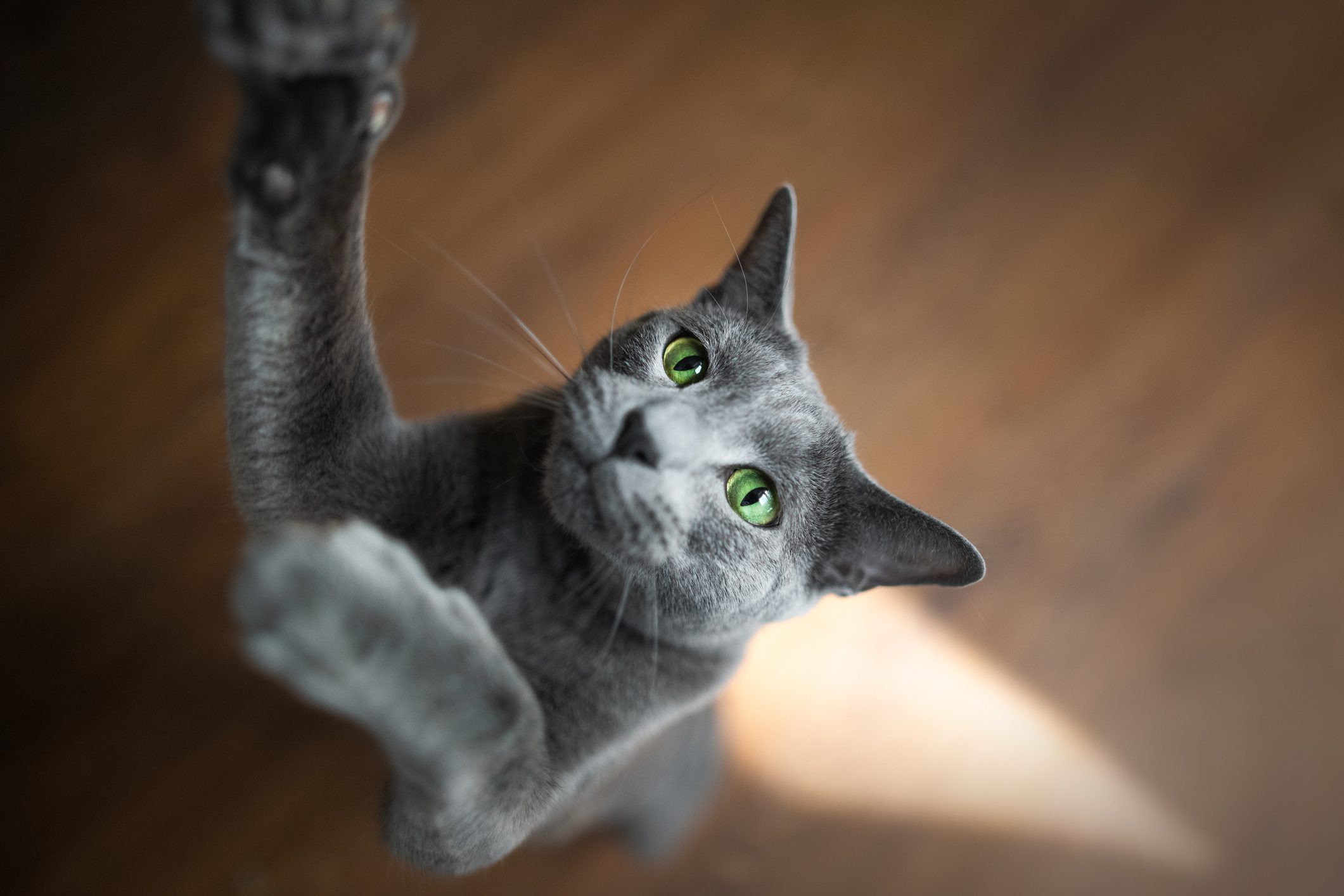 High angle view of cat on hardwood floor reaching for toy,Hakadal,Norway