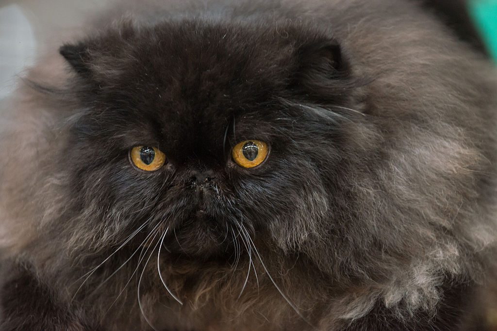 2014 Super Cat Show Held In Rome