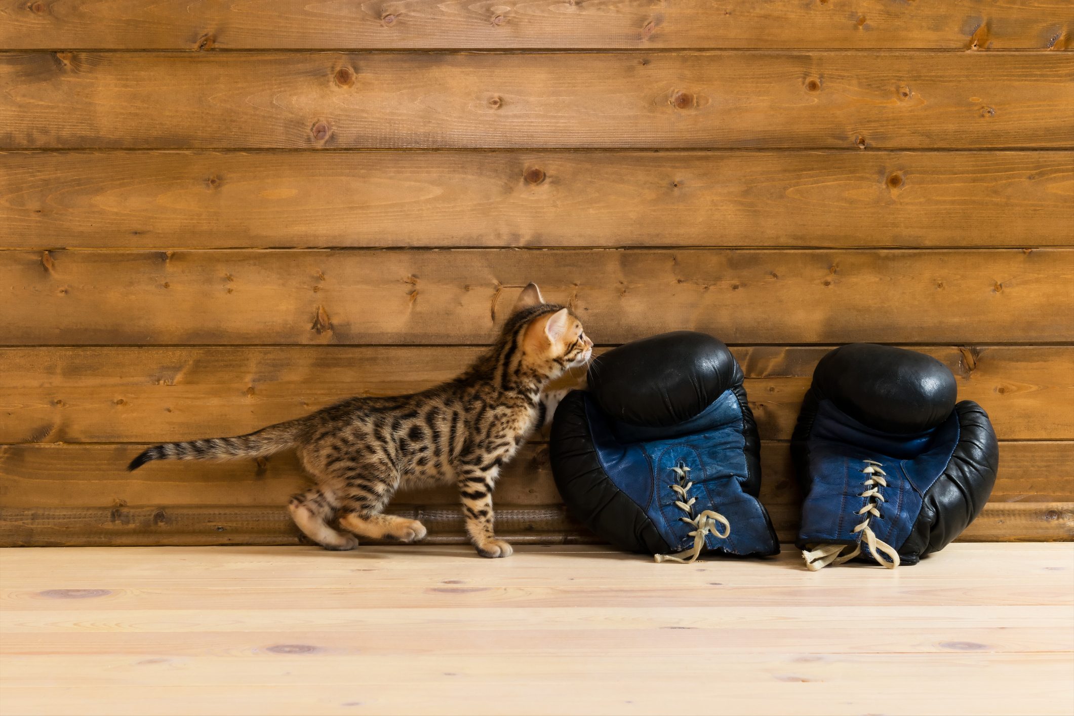 Bengal kitten with boxing gloves looking at your writing