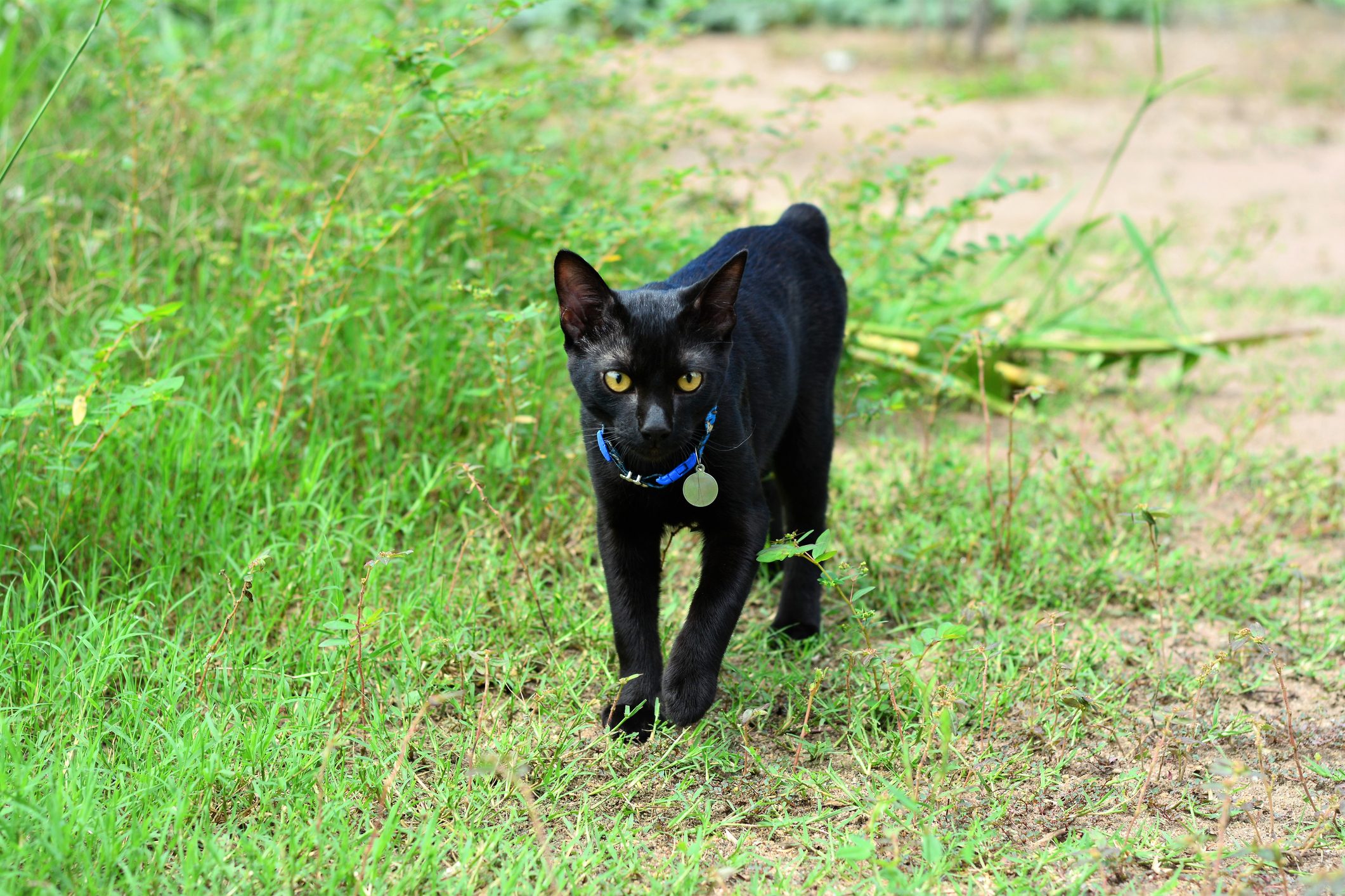 Gato bobtail preto andando pela grama