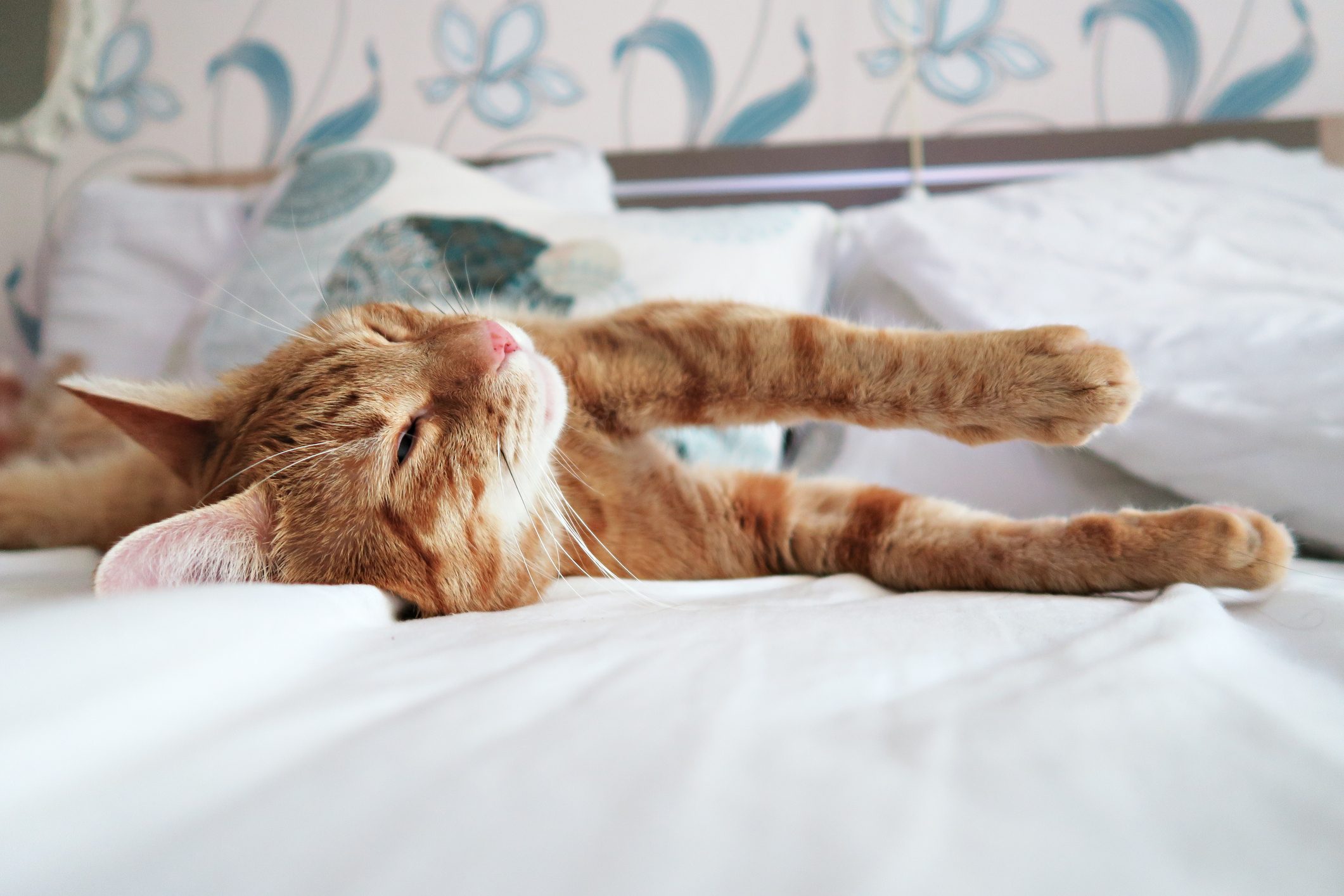 closeup of a red cat funny sleeping position