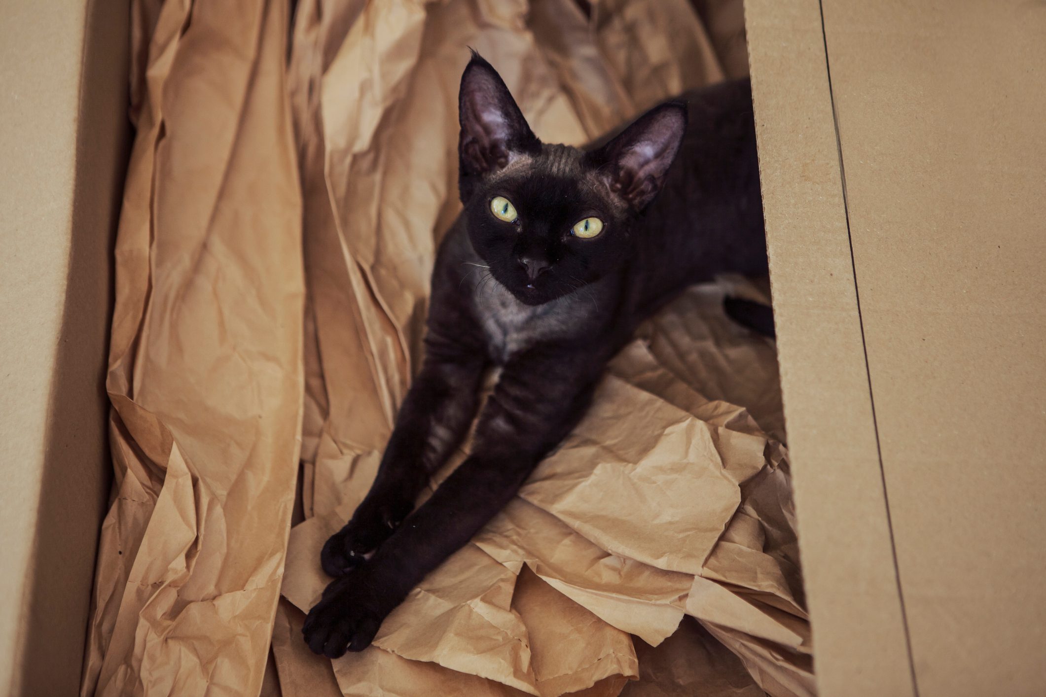 devon rex black cat in the sun