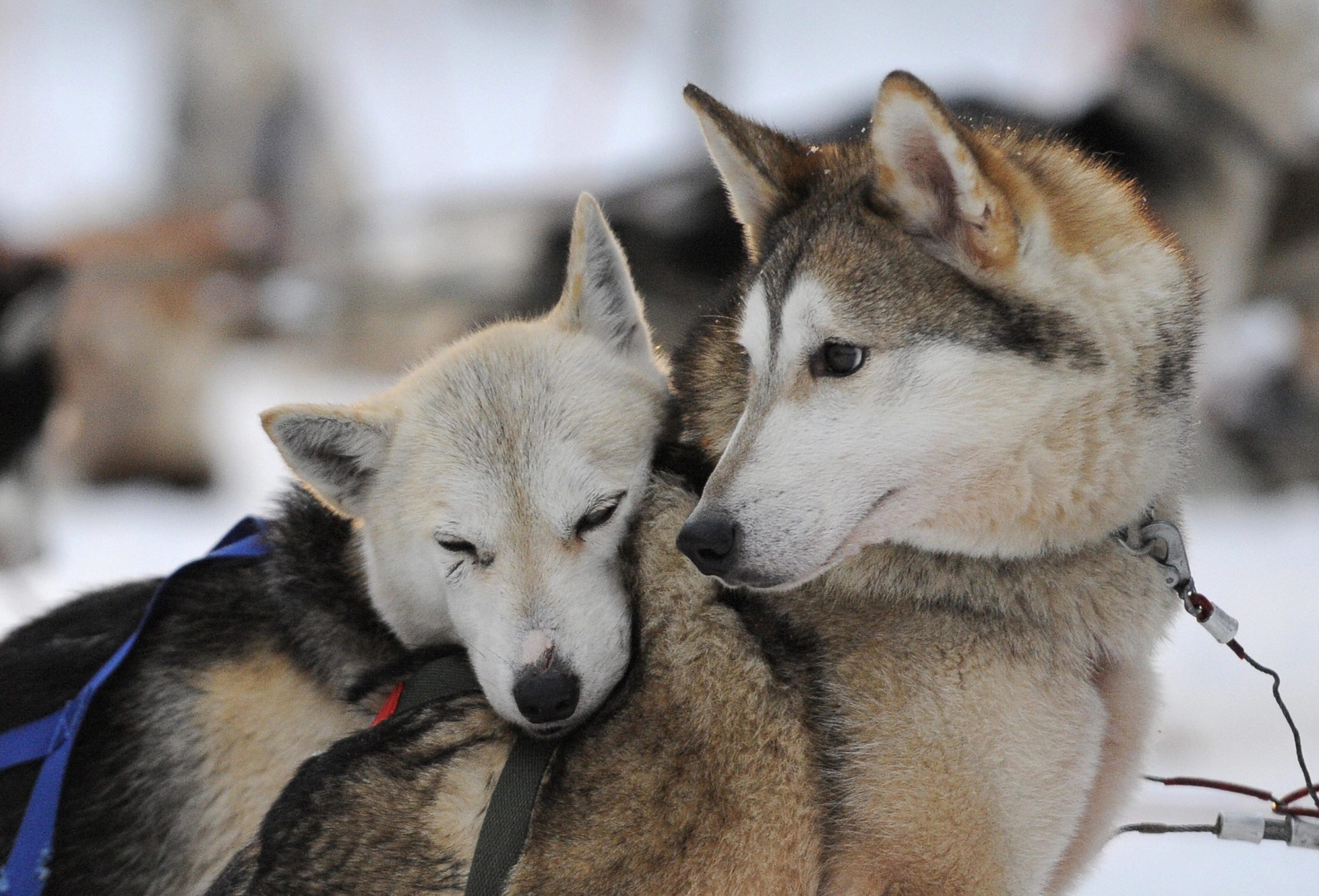 A Siberian Husky resting on another dog