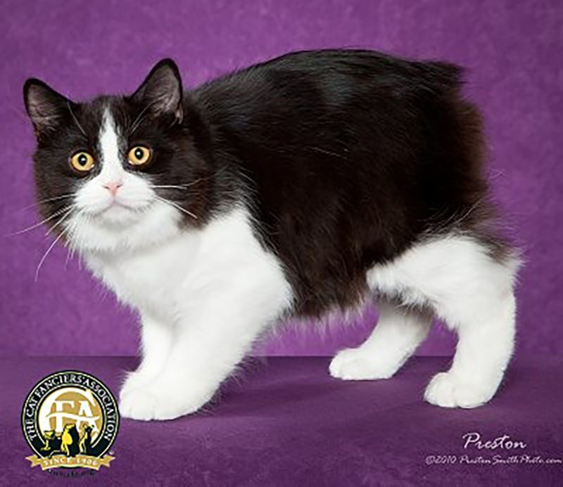 black and white manx cat