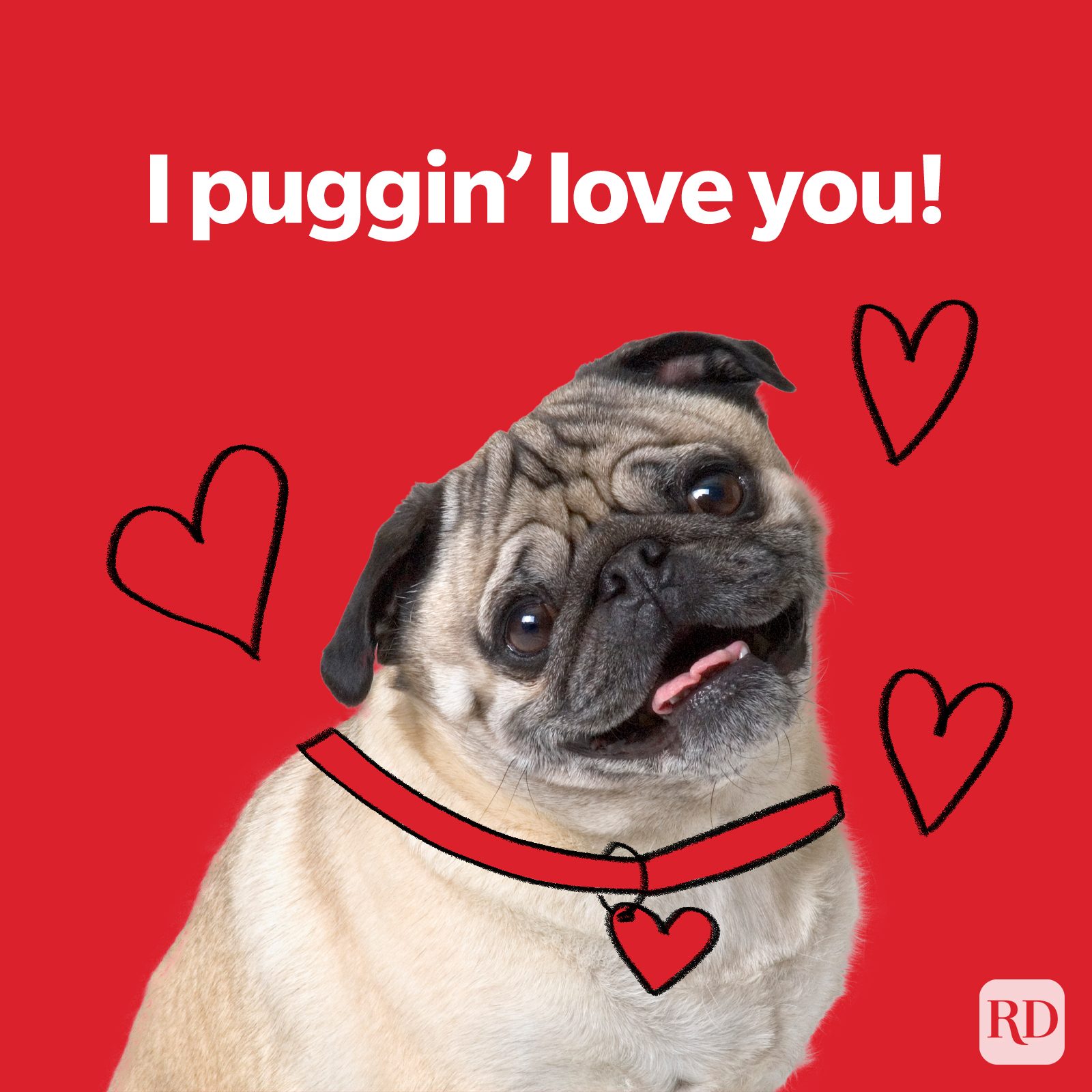 Pug wearing a red collar tilts head; surrounded by hand-drawn hearts on a red background. Text reads, "I puggin' love you!"