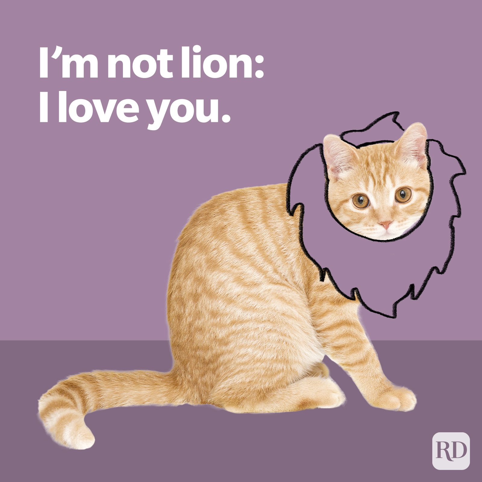 Cat sits with drawn lion mane in purple room; text reads, "I'm not lion: I love you."