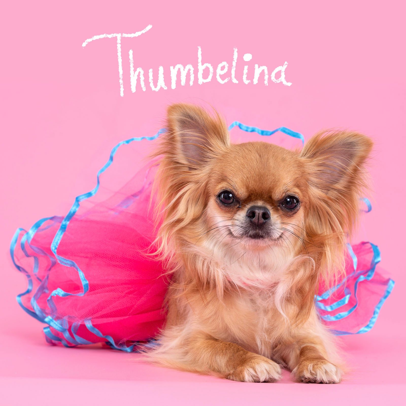 Funny Dog Names 5 Small Gettyimages 1373800232