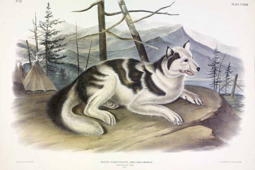 A dog is lying on a rock, surrounded by trees and tents with a mountainous backdrop.