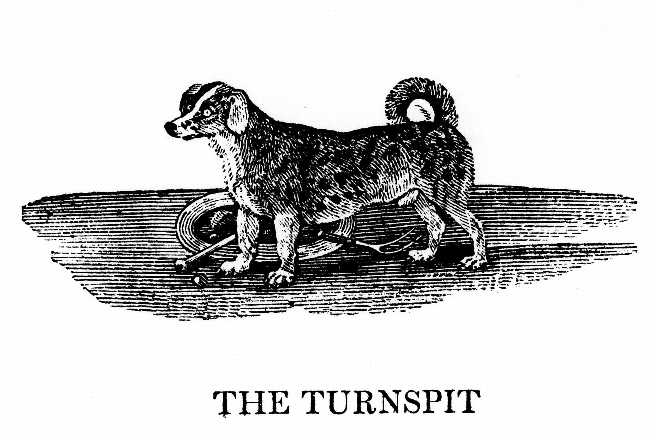 A small dog stands on a striped surface, depicted in a detailed black-and-white illustration. Below, text reads: "THE TURNSPIT."