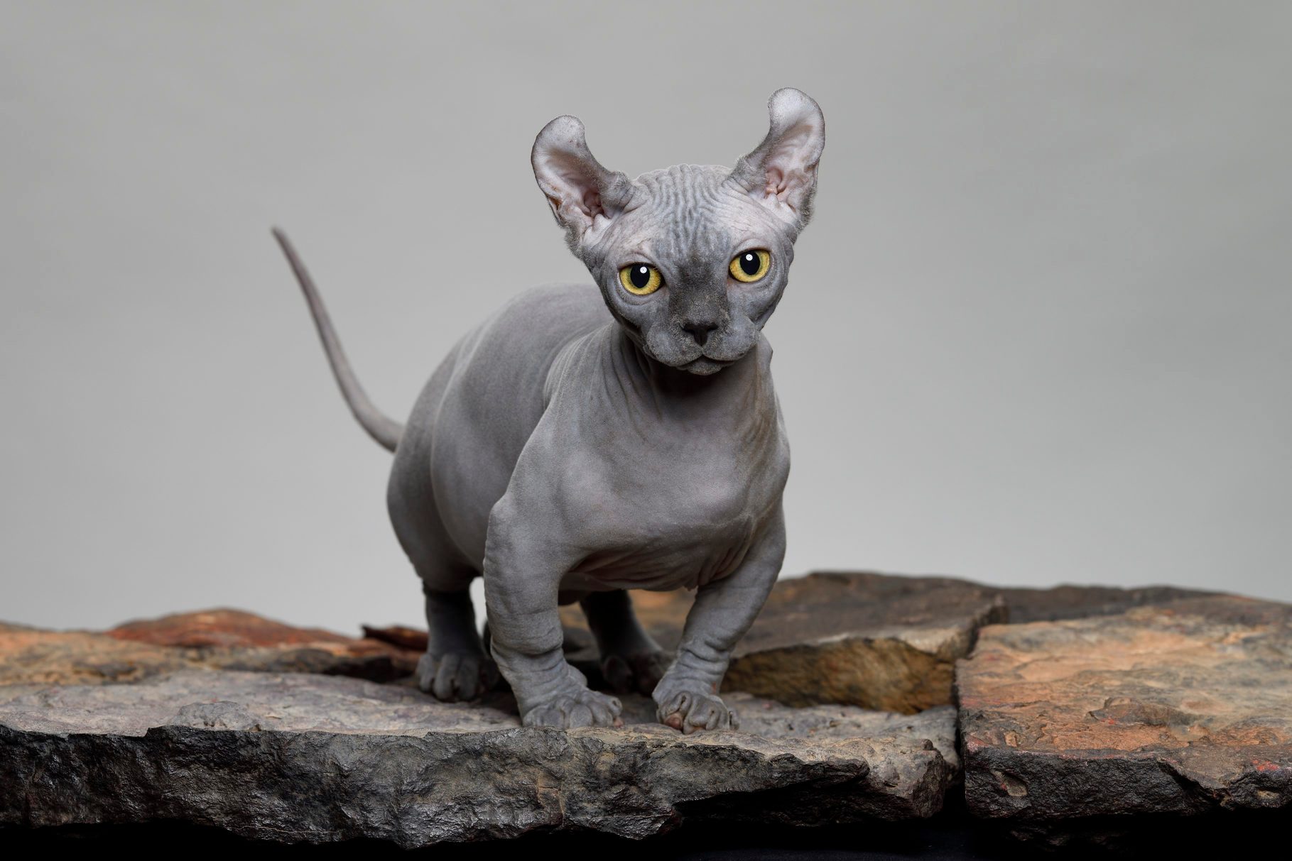 Dwelf Cat in the Studio