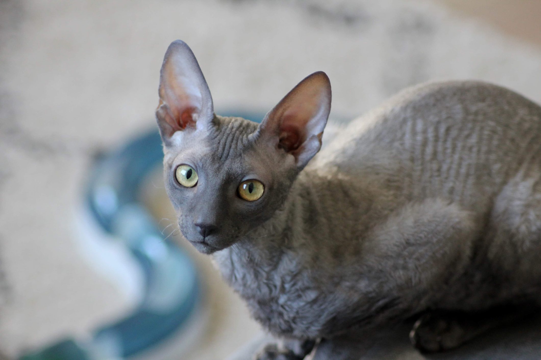 Cornish Rex Kitten