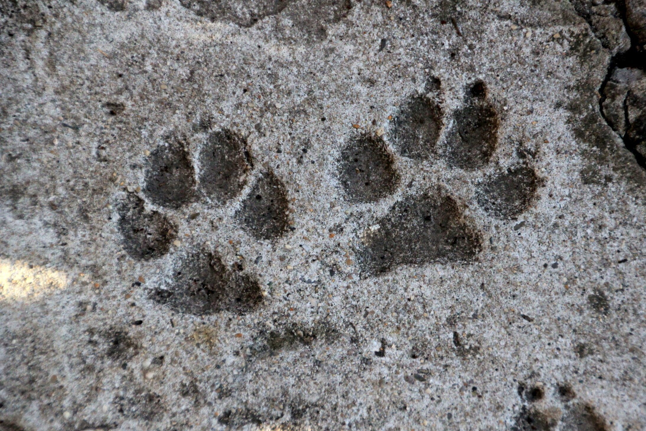 Two animal paw prints are impressed onto a rough, gray concrete surface.