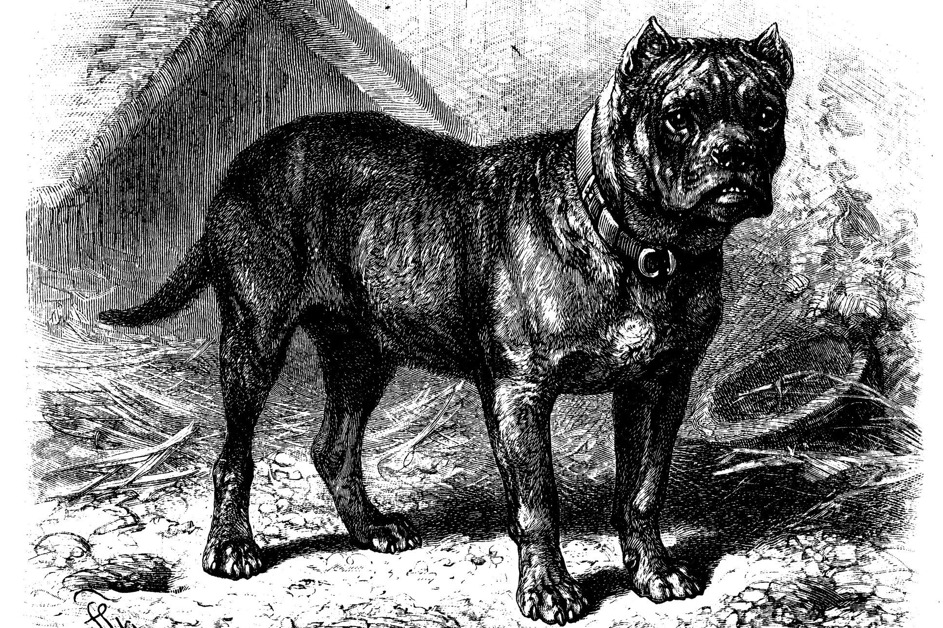 A muscular dog stands alert in front of a rustic wooden doghouse, surrounded by scattered leaves and rough ground.