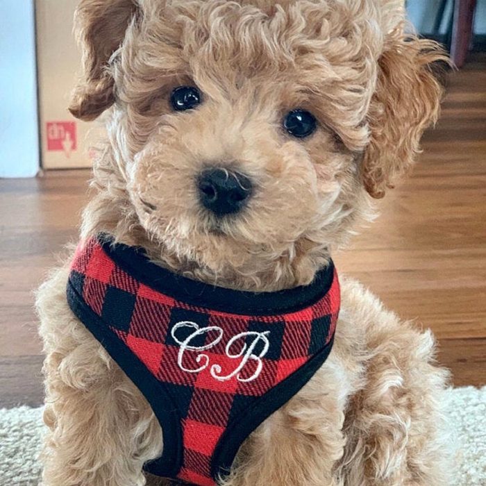 A curly-haired puppy sits calmly wearing a red plaid harness with 