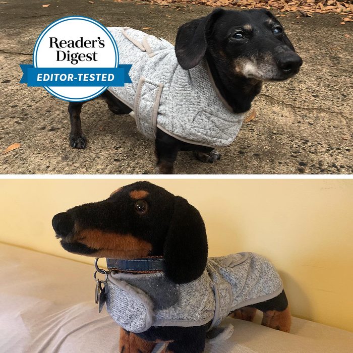 Dog models a gray jacket on a concrete surface; beneath, a stuffed dog wears a similar jacket on a soft indoor surface.