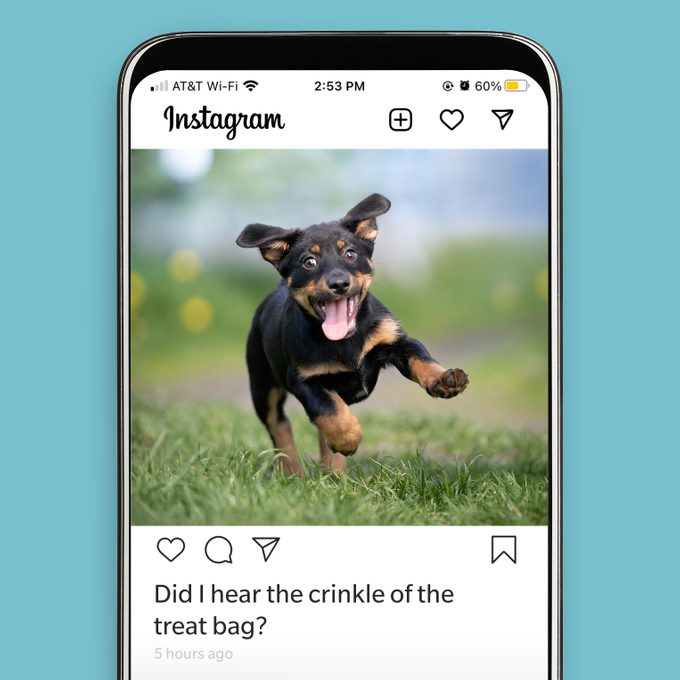 110 Best Dog Instagram Captions For The Cutest Pics Of Your Pup Funny