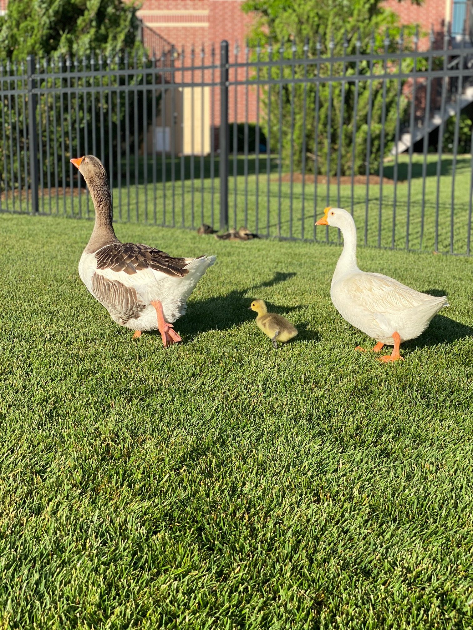 duck family walking around