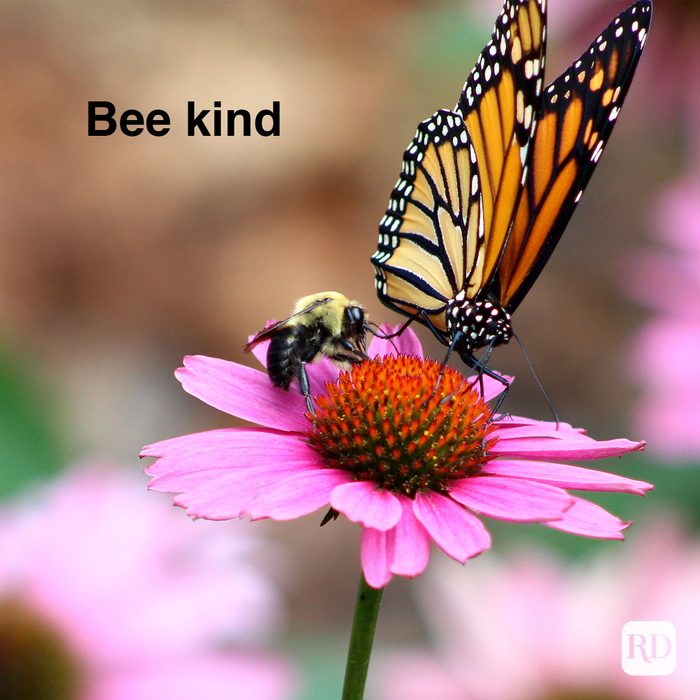 a bee and butterfly sharing a flower