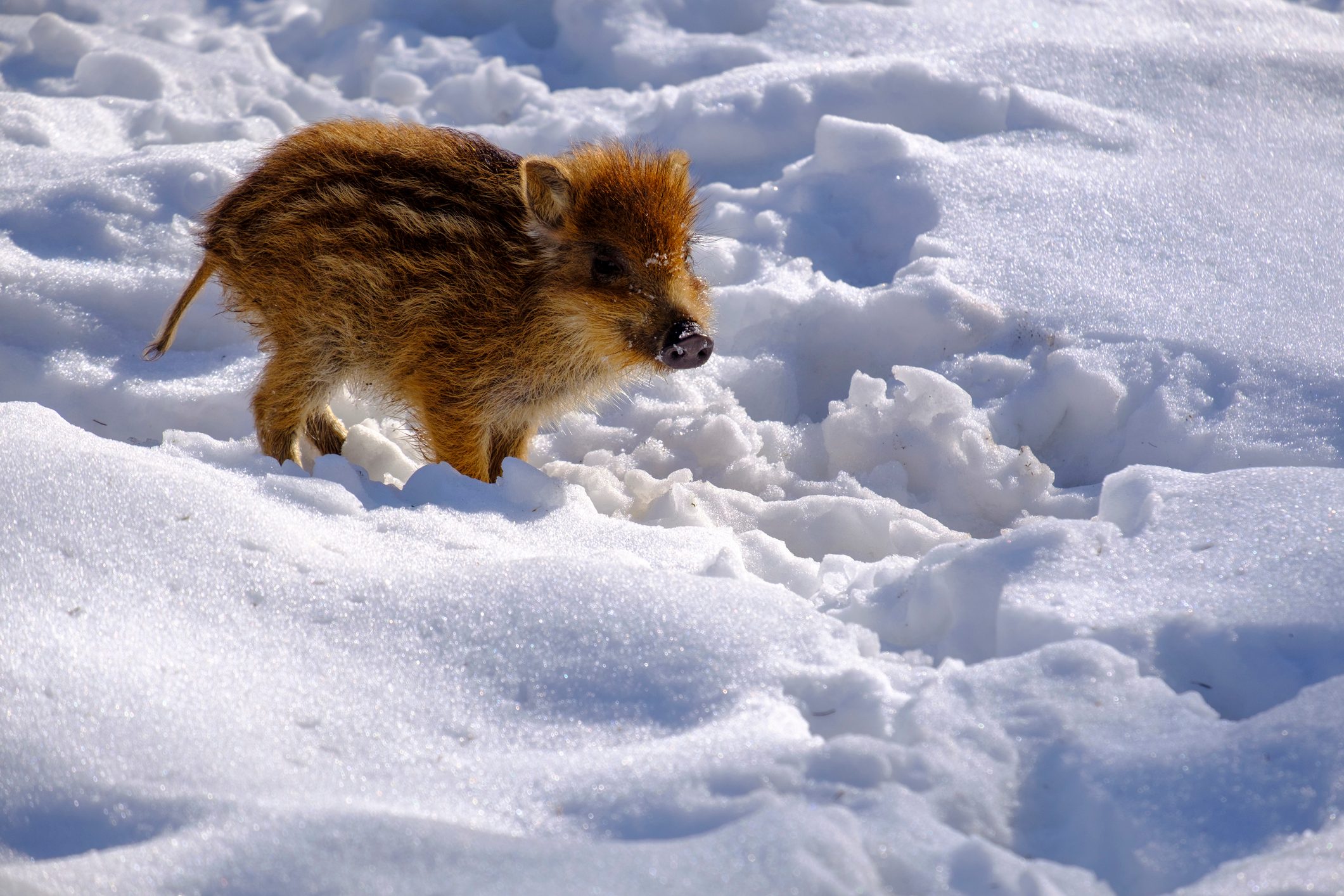 Wild boar shote in snow