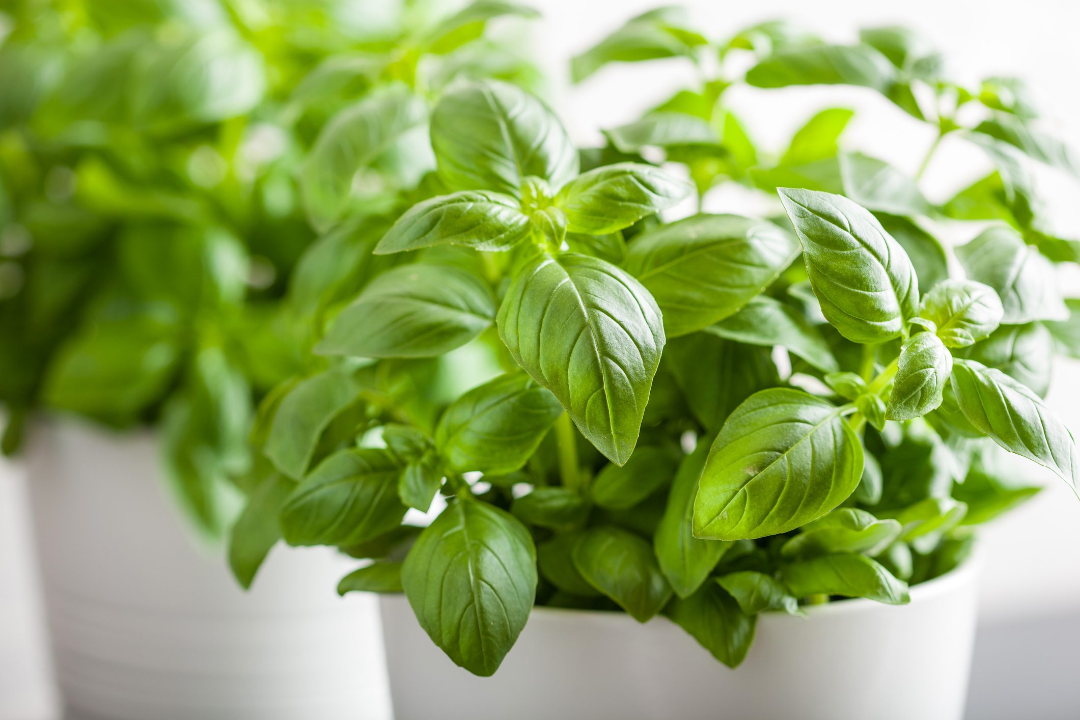 fresh basil herb in pot
