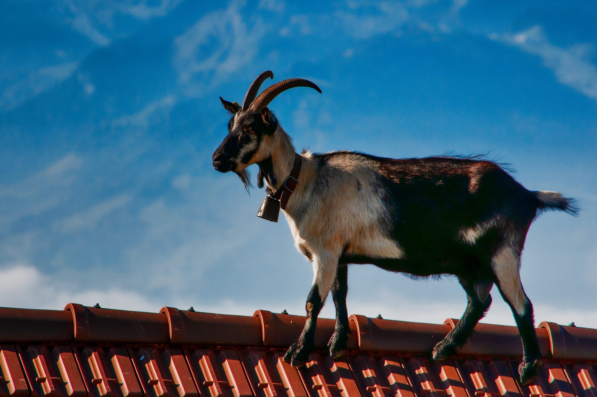 Goat wearing a bell walking on a roof, Switzerland