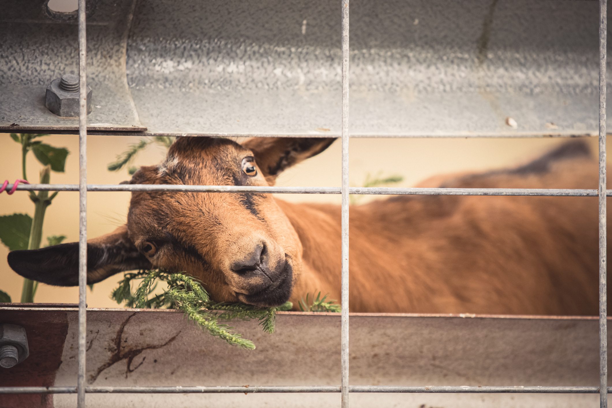 Brown goat behind fence
