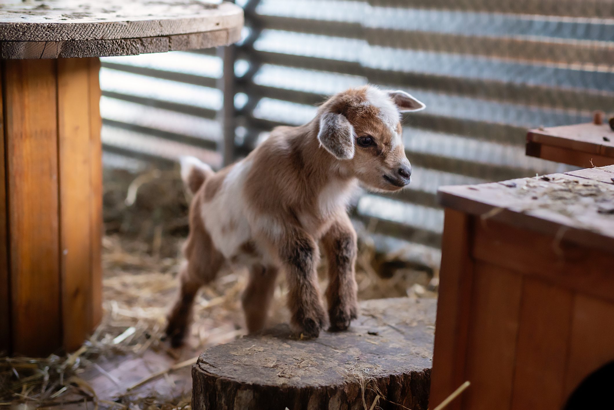 whole body view of a newborn baby goat in a pen
