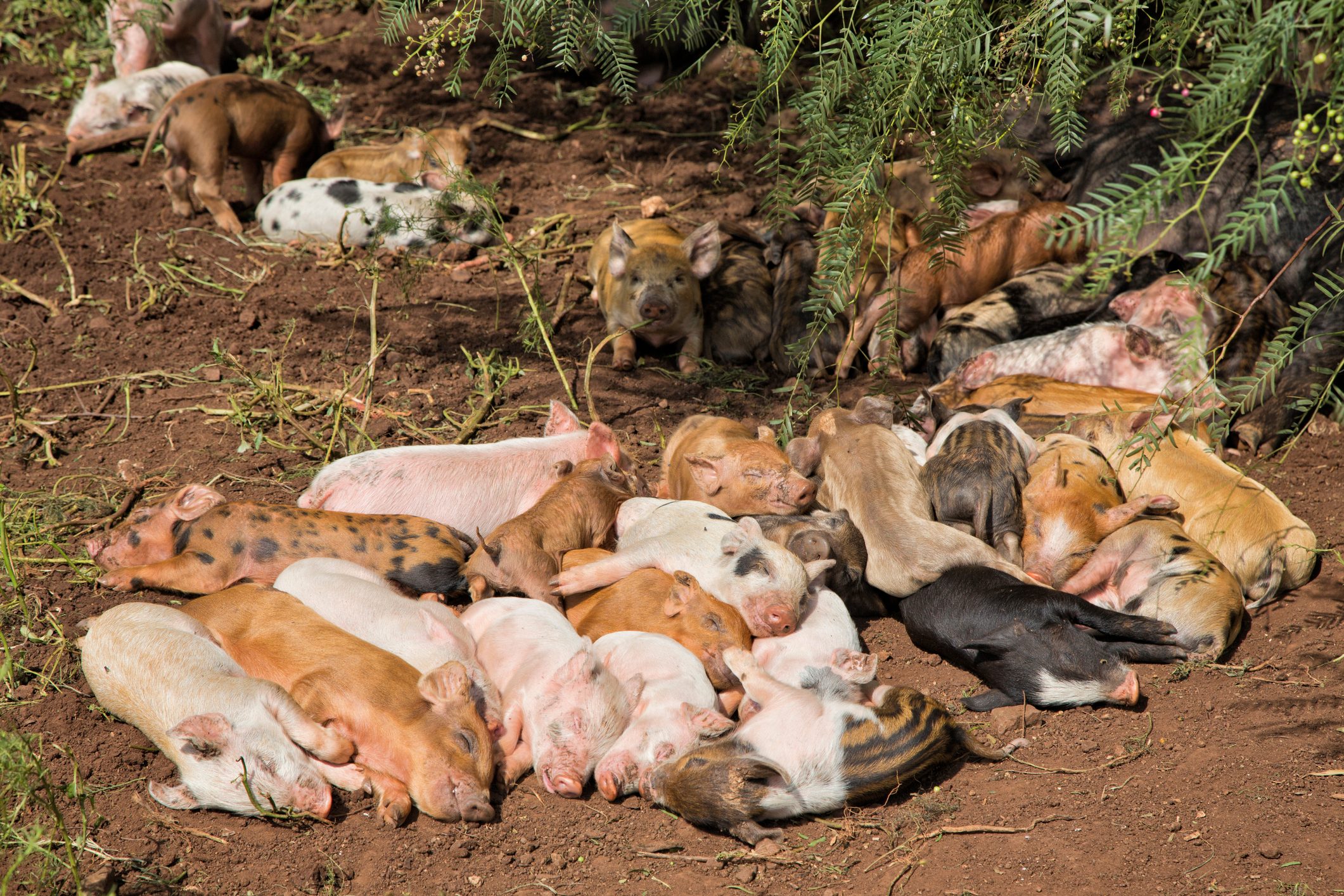 Large group of cute free range piglets lying huddled together sleeping