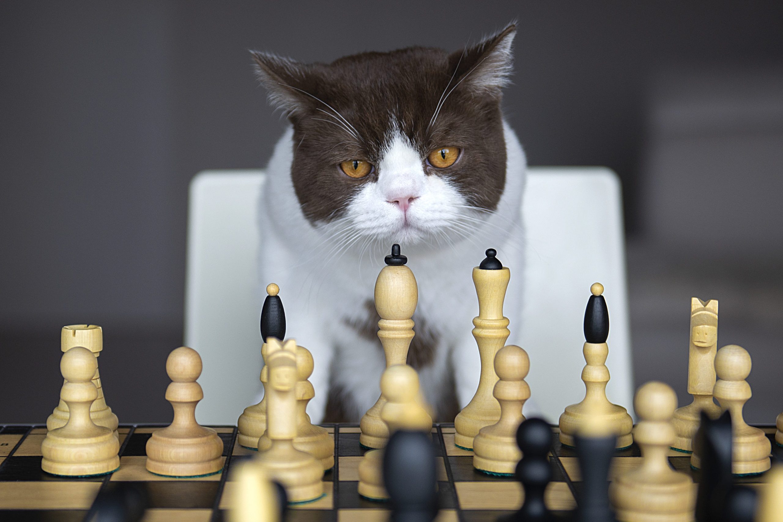 A Serious Cat Is Playing With Me In A Chess At House During The Quarantine Of The Corona Virus
