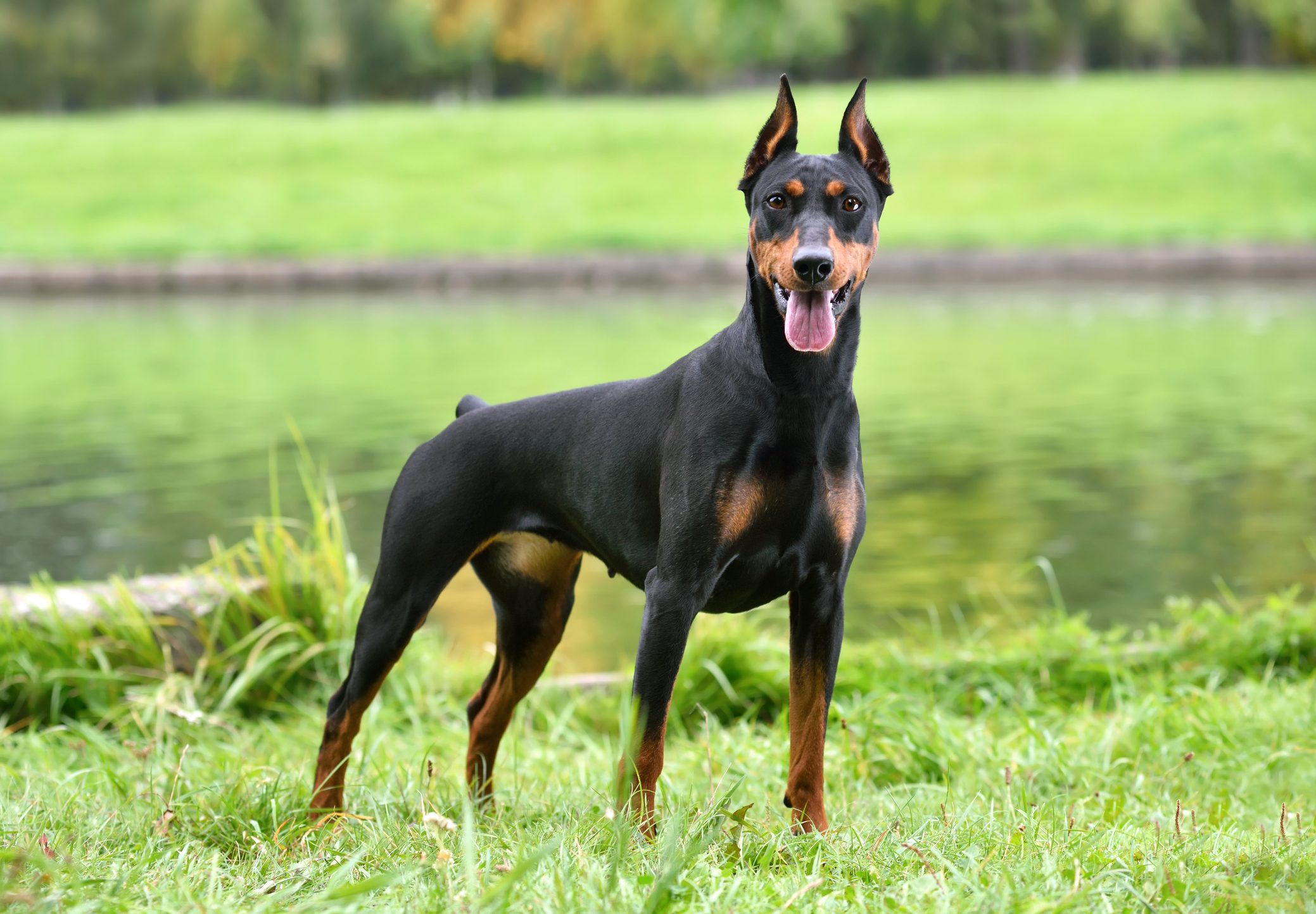 Doberman stands alertly, tongue out, on grassy riverbank with trees in the background.