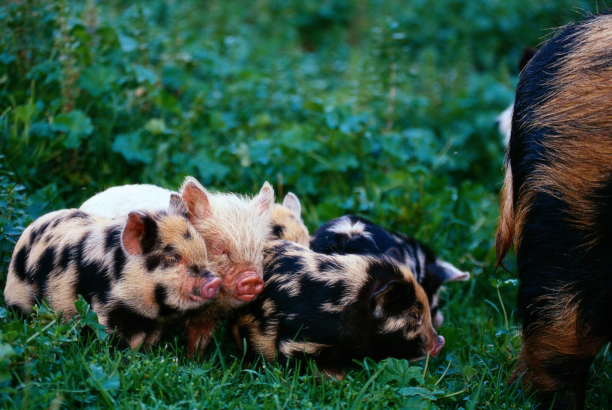 piglets