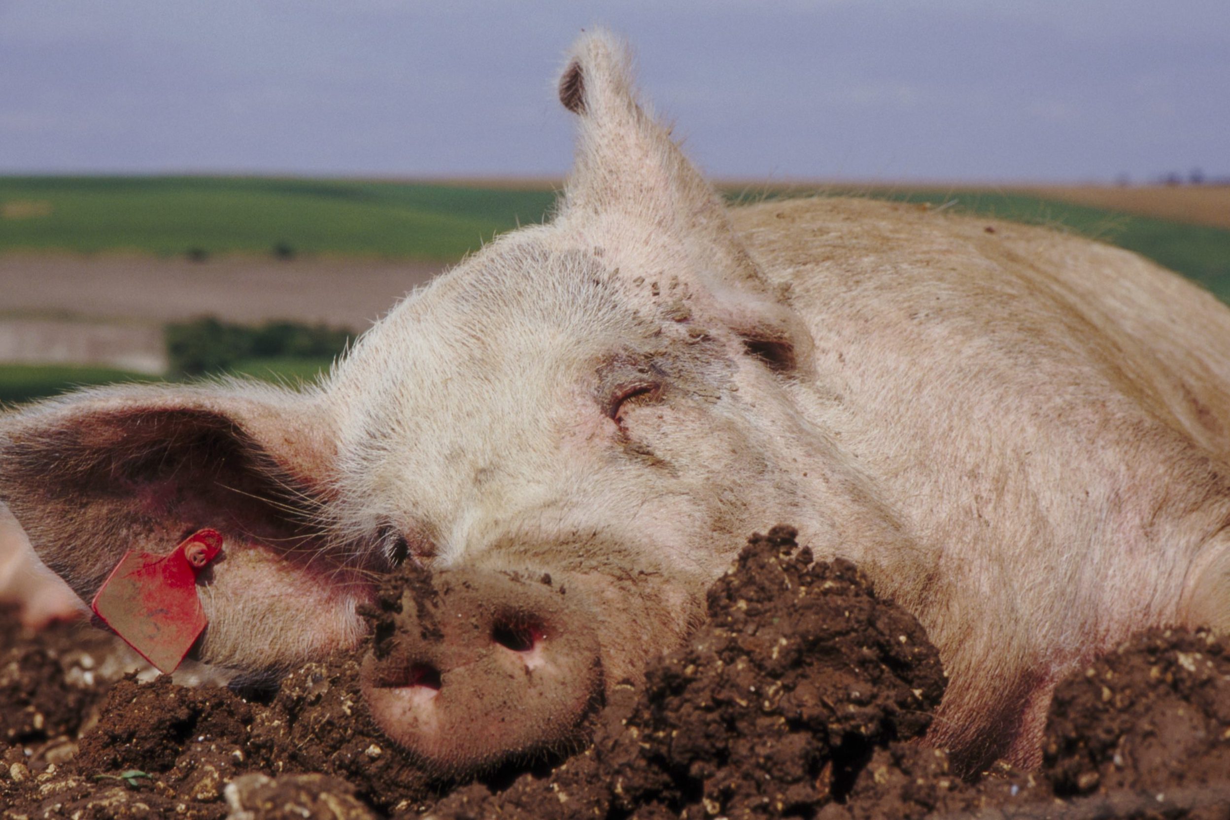 pig in mud