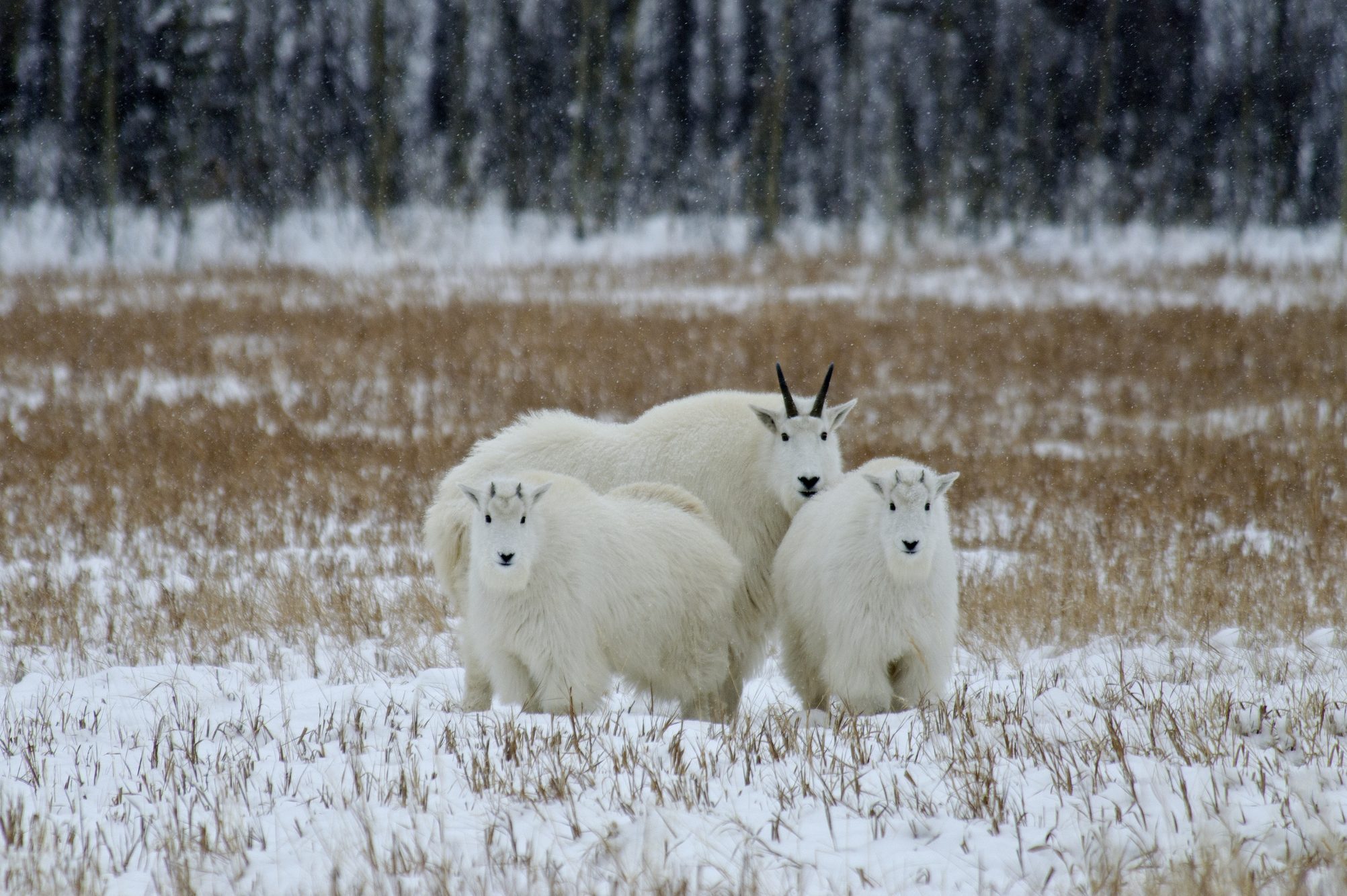 Mountain Goats, mother & 2 kids