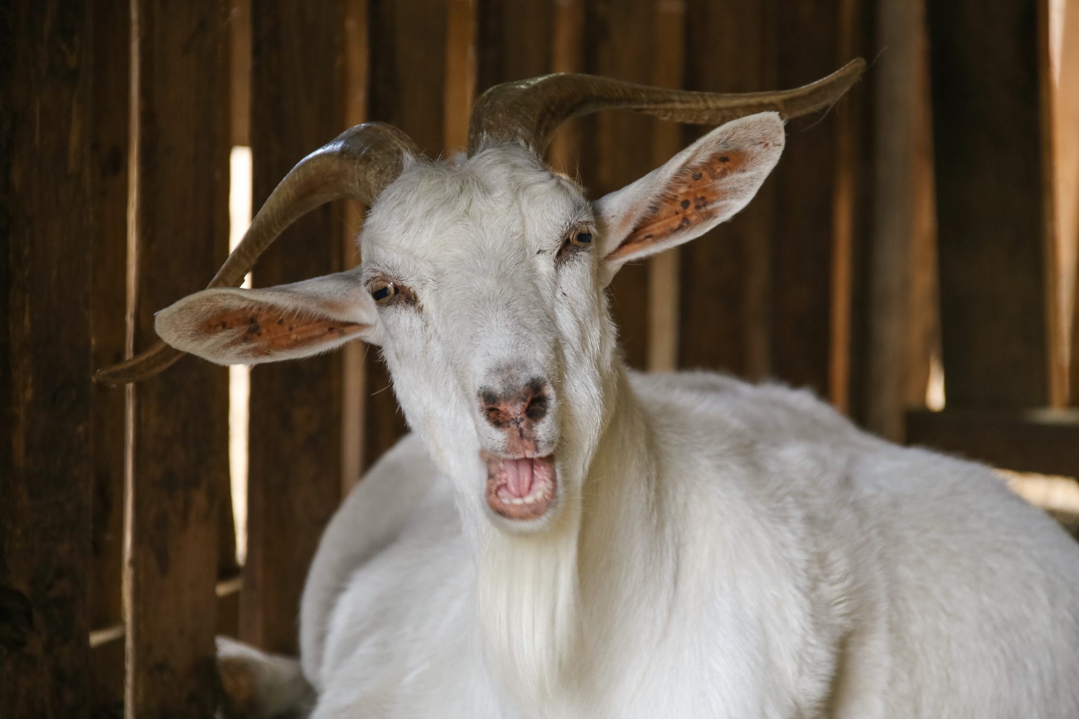 Talking goat